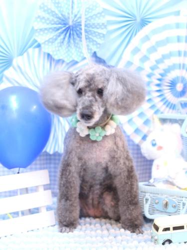 20231126さくらちゃん